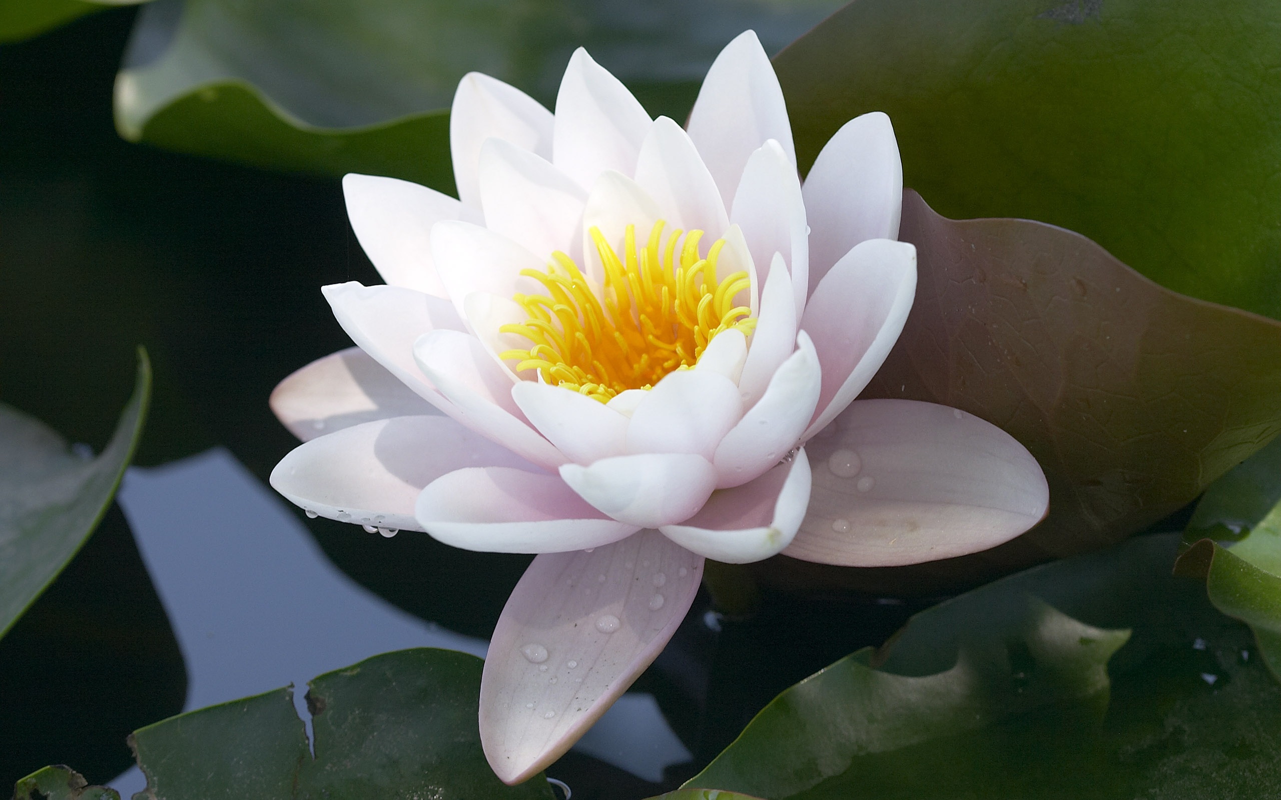 O budismo e a flor de lótus