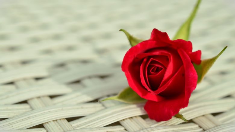 Como enviar rosas em Portugal para o Dia da Mãe?