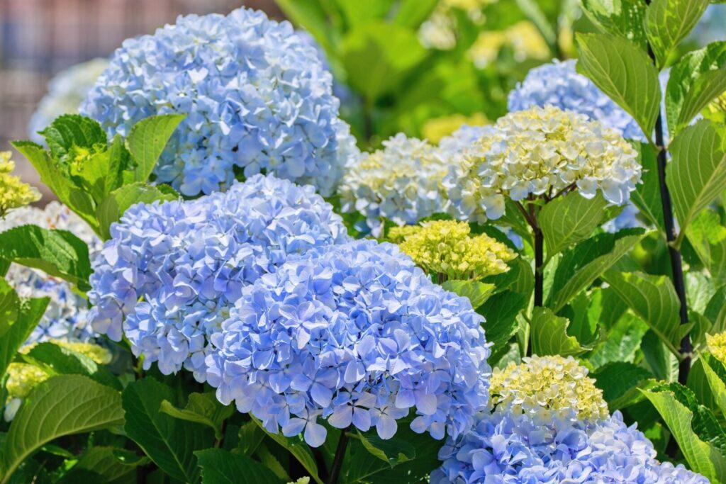Cultivar Hortênsias em Vaso: Um Toque de Cor e Elegância na sua Varanda em Plantas e Flores Cultivar Hortênsias em Vaso: Um Toque de Cor e Elegância na sua Varanda